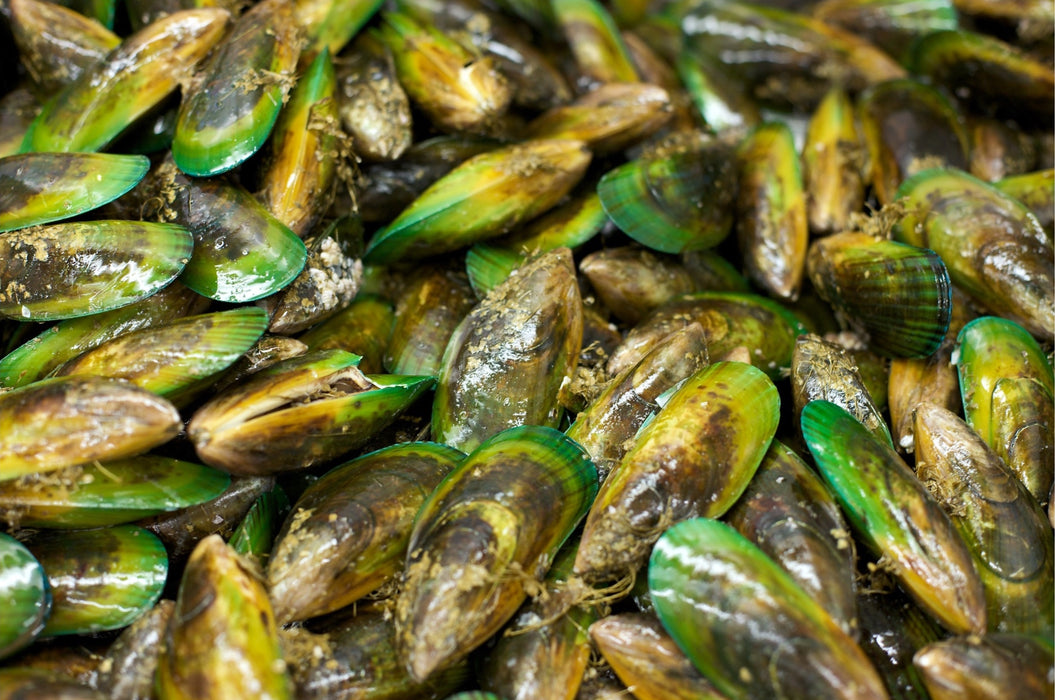 Addiction Outdoors - Fresh NZ Green Shell Mussels 1KG