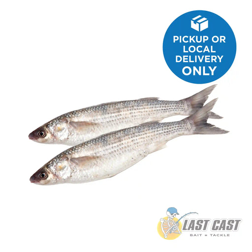 Addiction Outdoors Grey Mullet Whole Bait Frozen Twin Pack